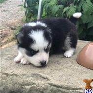 siberian husky puppy posted by thatdoggy