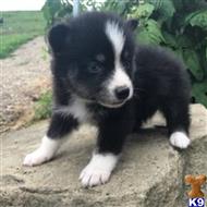 siberian husky puppy posted by thatdoggy