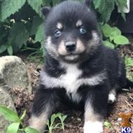 siberian husky puppy posted by thatdoggy