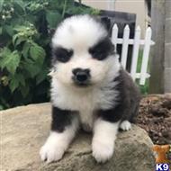 siberian husky puppy posted by thatdoggy