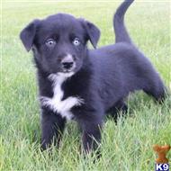 siberian husky puppy posted by thatdoggy