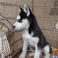 siberian husky puppy posted by thatdoggy