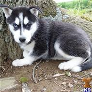 siberian husky puppy posted by thatdoggy