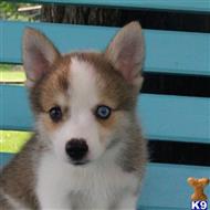 siberian husky puppy posted by thatdoggy