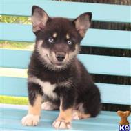 siberian husky puppy posted by thatdoggy