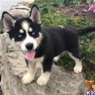 siberian husky puppy posted by thatdoggy