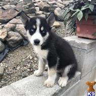 siberian husky puppy posted by thatdoggy