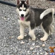 siberian husky puppy posted by thatdoggy
