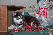 siberian husky puppy posted by thatdoggy