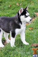 siberian husky puppy posted by thatdoggy
