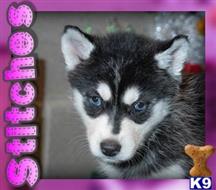 siberian husky puppy posted by thatdoggy
