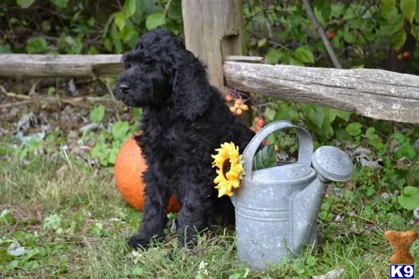 Labradoodle puppy for sale