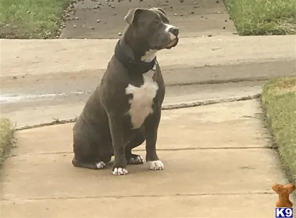 American Pit Bull stud dog