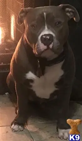 American Pit Bull stud dog