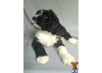 Bernedoodle