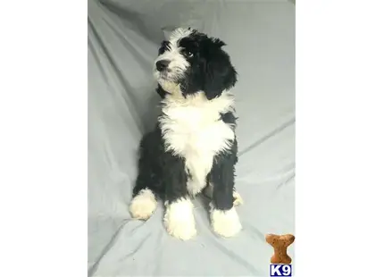 Bernedoodle