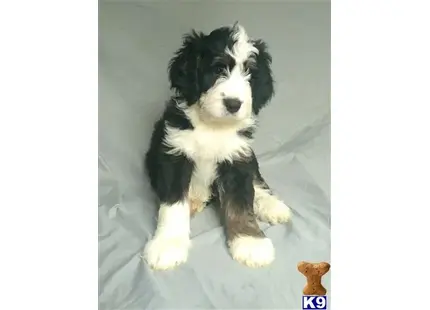 Bernedoodle