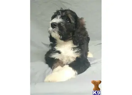 Bernedoodle