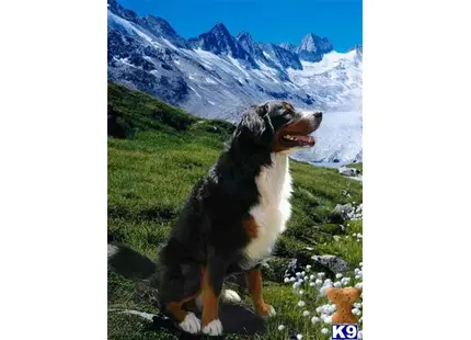 Bernese Mountain Dog