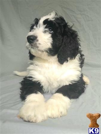 a black and white bernedoodle dog