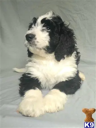 Bernedoodle puppy for sale