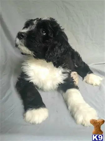 Bernedoodle puppy for sale