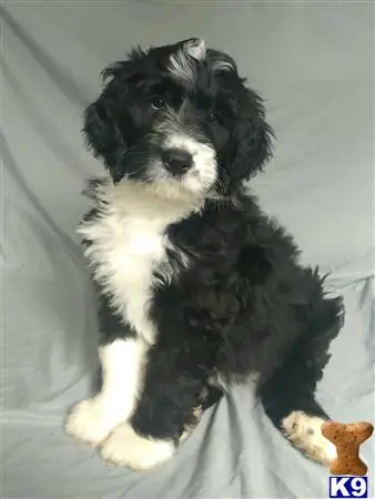 Bernedoodle puppy for sale