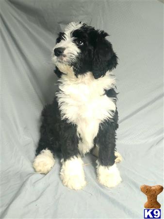a black and white bernedoodle dog