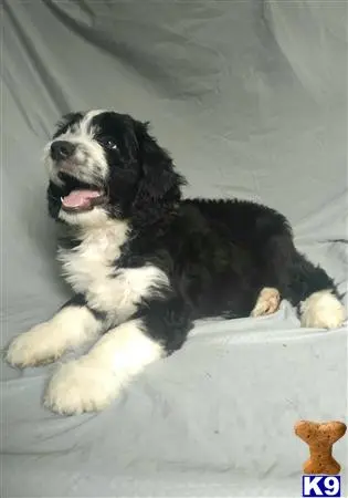 Bernedoodle puppy for sale