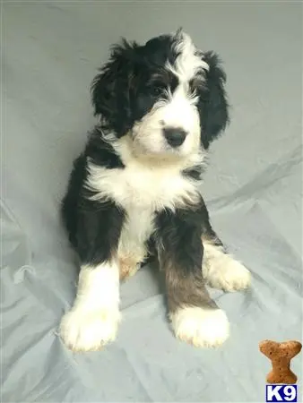 Bernedoodle puppy for sale
