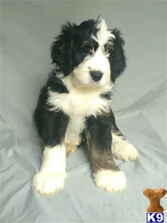 Bernedoodle