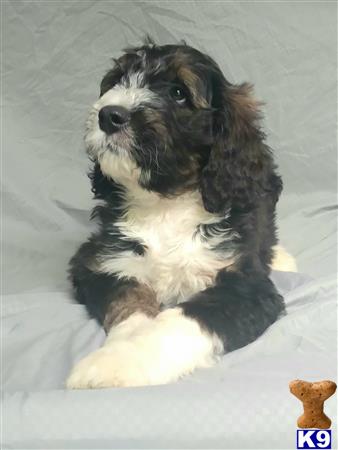 a bernedoodle dog sitting on a blanket