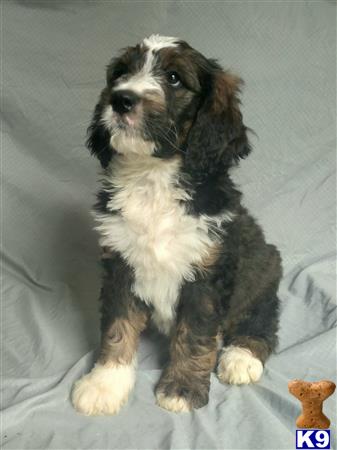 a bernedoodle dog sitting on a bed