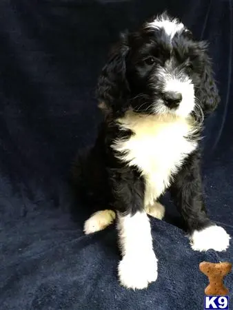 Bernedoodle puppy for sale