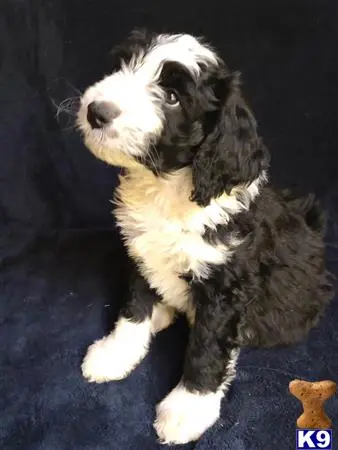 Bernedoodle puppy for sale