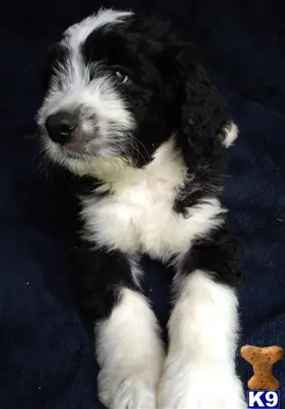 Bernedoodle puppy for sale