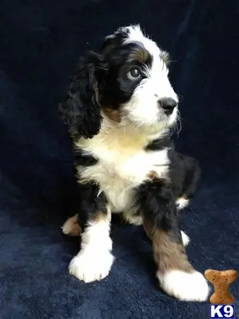 Bernedoodle puppy for sale