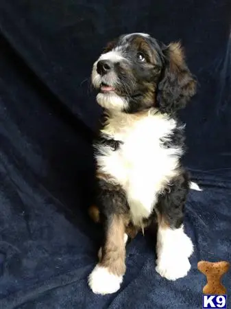 Bernedoodle puppy for sale