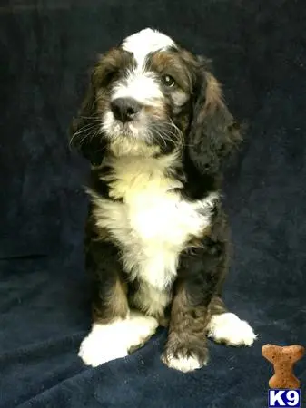 Bernedoodle puppy for sale