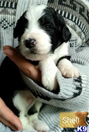 Bernedoodle puppy for sale