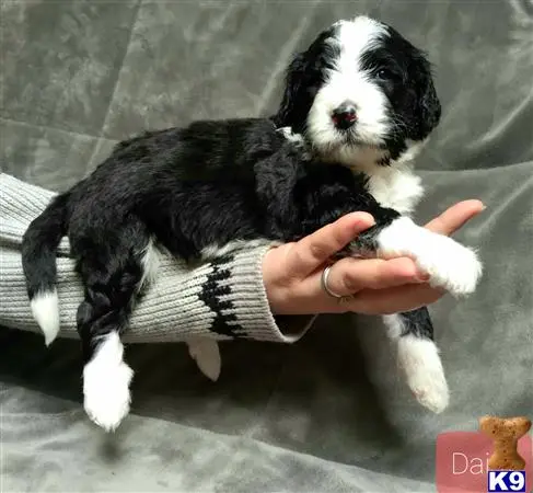 Bernedoodle puppy for sale