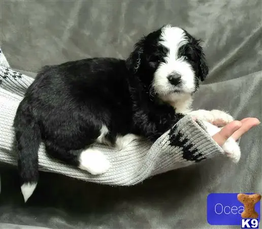 Bernedoodle puppy for sale