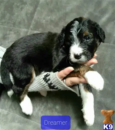 Bernedoodle puppy for sale