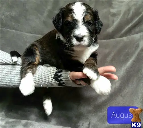 Bernedoodle puppy for sale