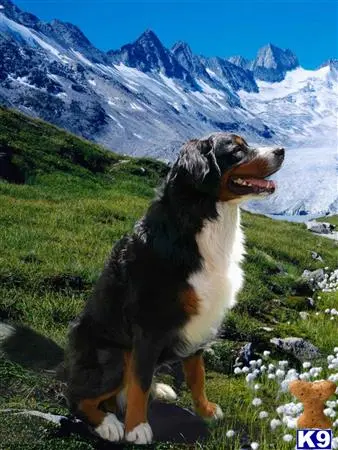 Bernese Mountain Dog