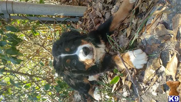 Bernese Mountain Dog stud dog