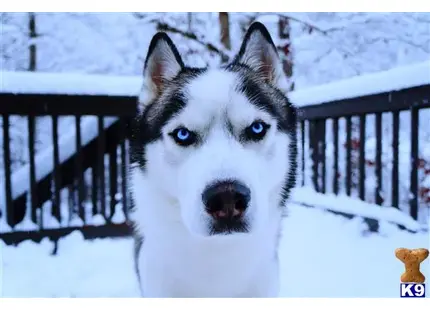 Siberian Husky