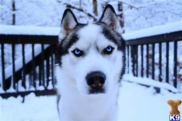 Siberian Husky