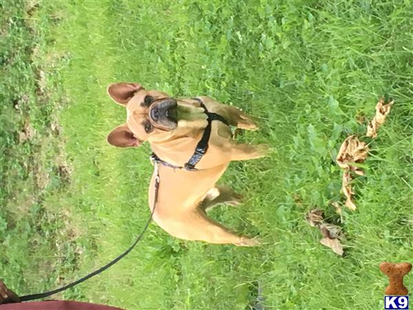 a french bulldog dog on a leash in the grass