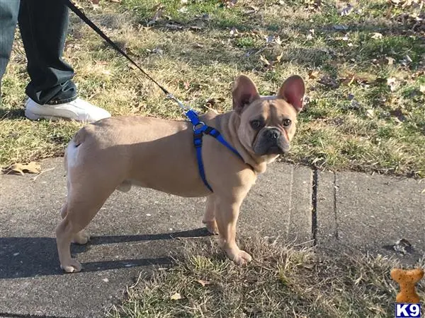 French Bulldog stud dog: a french bulldog dog on a leash